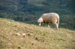 Sheeps In A Meadow On The Mountains Stock Photo