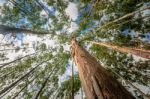 Eucalyptus Tree Against Sky Stock Photo