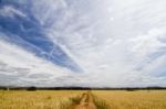 Dirt Road On Cereal Meadow Stock Photo