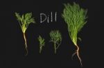 Dill Vegetable Ingredient Nature Organic Green Blackboard Stock Photo