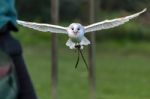 Barn Owl (tyto Alba) Stock Photo