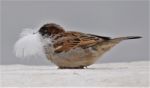 Sparrow Feather In Mouth Stock Photo