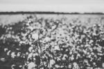 Cotton Field In The Countryside Stock Photo