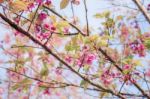 Branches Of Sakura With Blue Sky Stock Photo