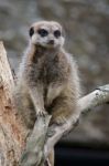 Slender-tailed Meerkat (suricatta Suricatta) Stock Photo