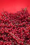 Red Currant Stock Photo