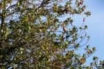 Redwing On Holly Tree Stock Photo