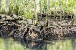 Mangrove Forests In Krabi ,thailand Stock Photo