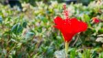 The Red Hibiscus Flower Stock Photo