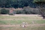 Blackbuck (antilope Cervicapra) With Giraffe And Red Lechwe Ante Stock Photo