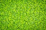 Green Clover Background Stock Photo