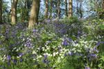 British Forest Flowers Stock Photo