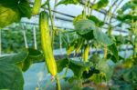 Cucumbers In The Garden Stock Photo