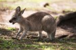 Kangaroo Outside Stock Photo