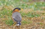 Brahminy Starling Stock Photo