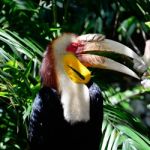 Wresthed Hornbill Stock Photo