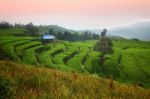 Rice Field Stock Photo