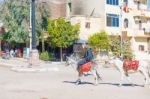 Man On Donkey In Luxor Stock Photo