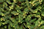 Spruce Spherical Stock Photo