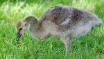 Postcard With A Cute Chick Of Canada Geese Stock Photo