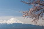 Mt Fuji And Cherry Blossom Stock Photo