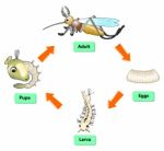 Mosquito Life Cycle Stock Photo