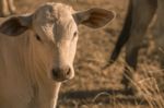 Baby Cow In The Countryside Stock Photo