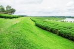 Grass In The Tea Plantation Stock Photo