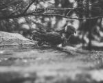 Rainbow Lorikeet Stock Photo