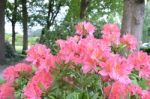 Flowers Rhododendron Stock Photo