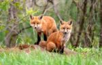 Red Fox Siblings Stock Photo