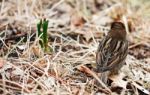 Early Spring Stock Photo