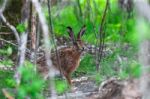 Wild Hare Sitting In A Green Grass Stock Photo