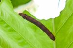 Caterpillar Eating Stock Photo