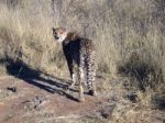 Cheetah In Namibia Stock Photo