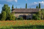 Val D'orcia Tuscany/italy - May 19 : Poppy Field In Tuscany On M Stock Photo