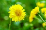 Marigold Flowers Close Up Stock Photo