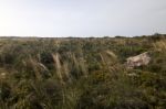 Mediterranean Native Vegetation Stock Photo