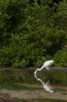 Great Egret Stock Photo