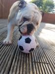 British Bulldog Chewing On A Football Stock Photo