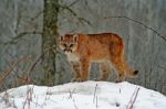 Baby Cougar Stock Photo