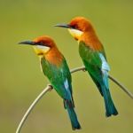 Chestnut-headed Bee-eater Stock Photo