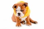 English Bulldog Dog Stock Photo