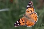 Close-up Of A Painted Lady (vanessa Cardui) Stock Photo