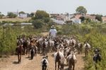 Herd Of Goats In A Pasture Stock Photo