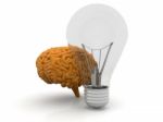 Human Brain  And  Bulb Stock Photo