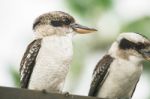 Kookaburras Gracefully Resting During The Day Stock Photo