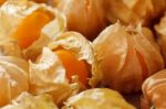 Cape Gooseberry Physalis Fruit Ground Cherry Organic Food Vegetable Stock Photo