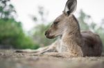 Kangaroo Outside During The Day Stock Photo