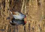 Common Moorhen (gallinula Chloropus) Stock Photo